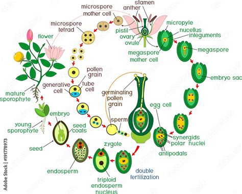 Double Fertilization in Angiosperms .